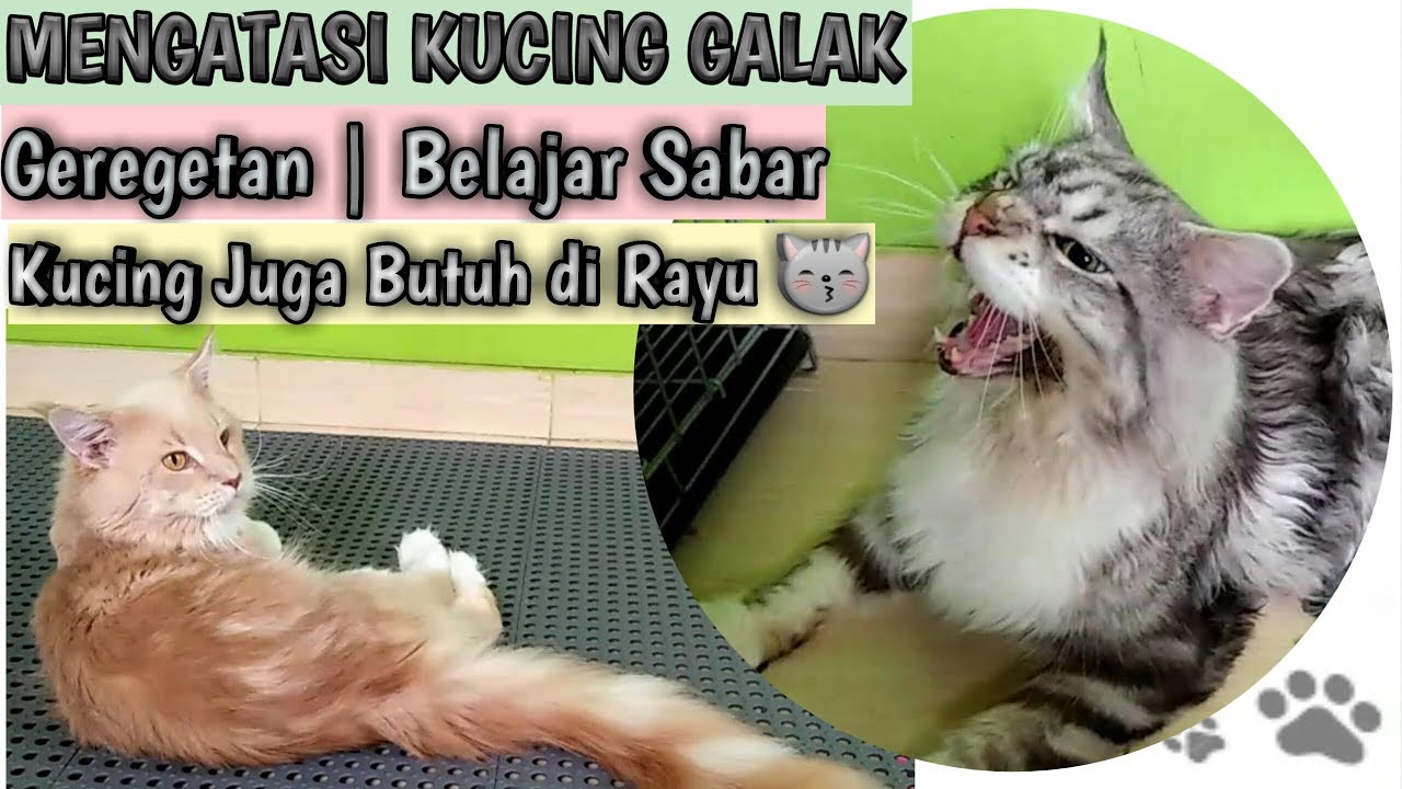 Detail Gambar Kucing Galak Nomer 33