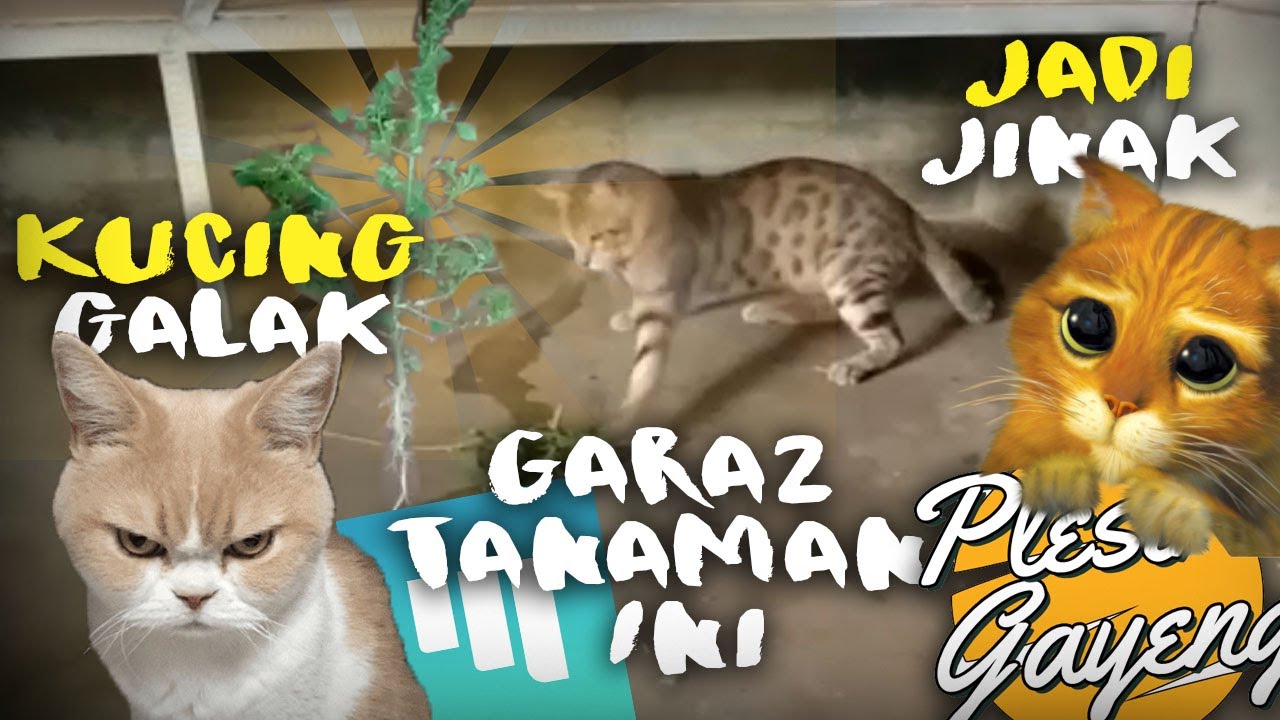 Detail Gambar Kucing Galak Nomer 38