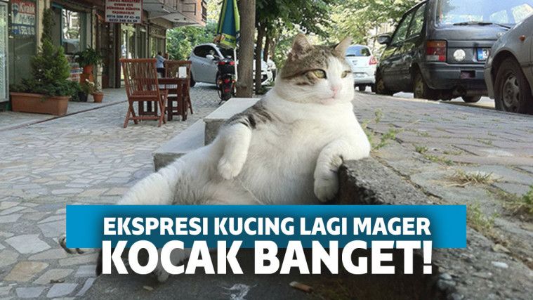 Detail Gambar Kucing Galau Nomer 43