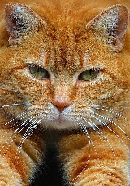 Detail Gambar Kucing Garfield Nomer 4
