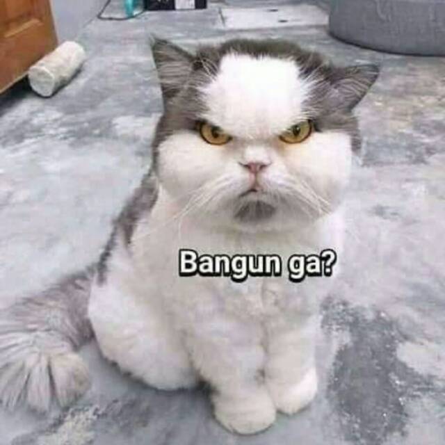 Gambar Kucing Garong - KibrisPDR
