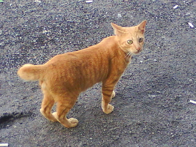 Detail Gambar Kucing Gaul Nomer 43