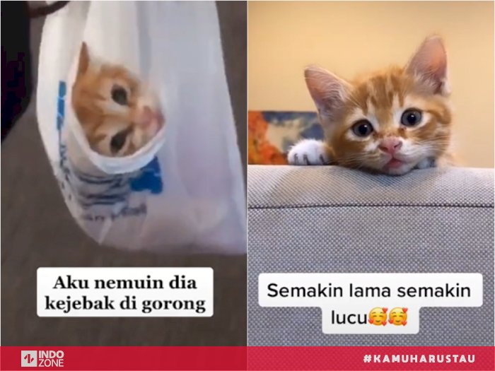 Detail Gambar Kucing Gemesin Nomer 39