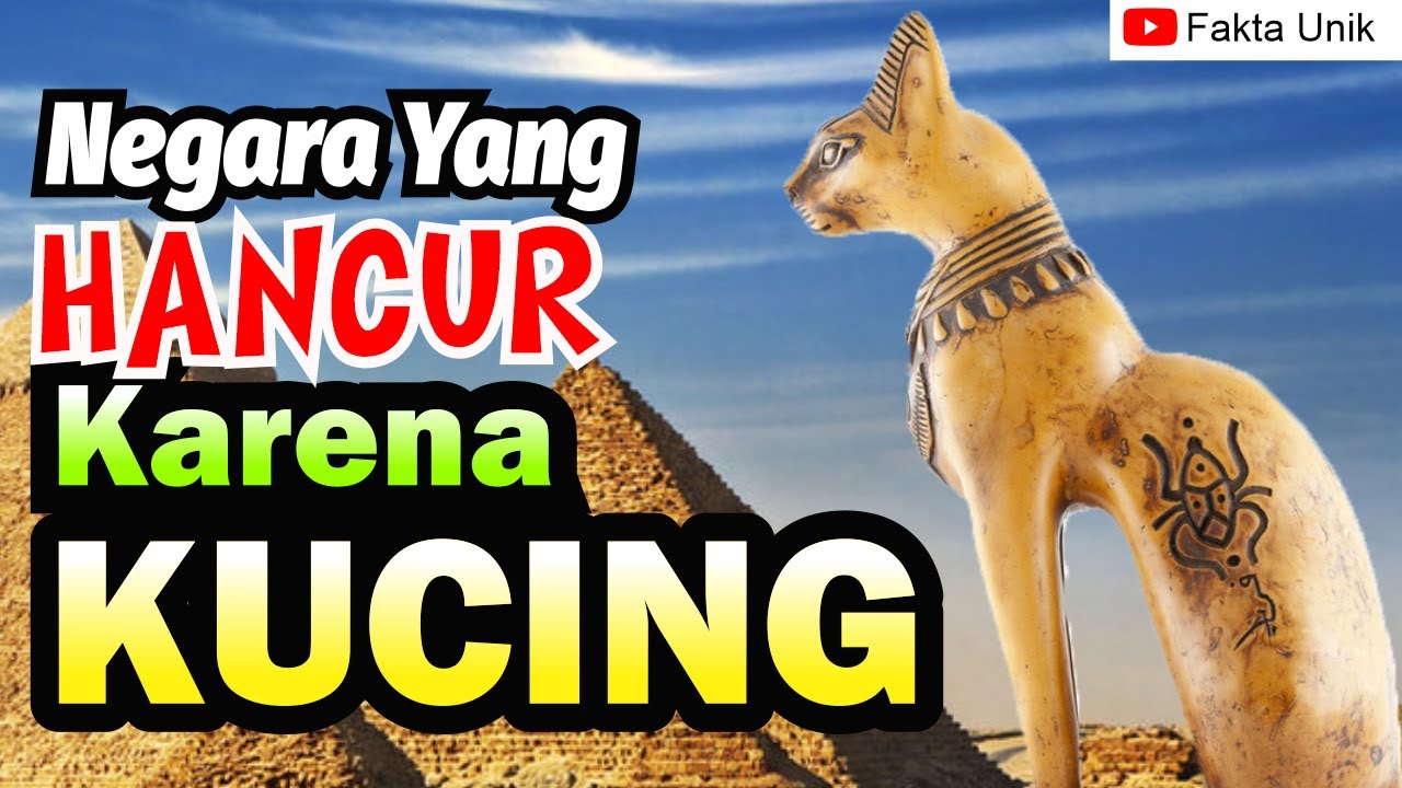 Detail Gambar Kucing Gemesin Nomer 44