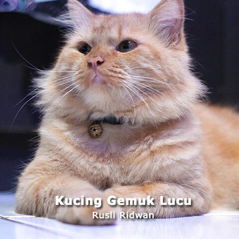 Detail Gambar Kucing Gemuk Lucu Nomer 33