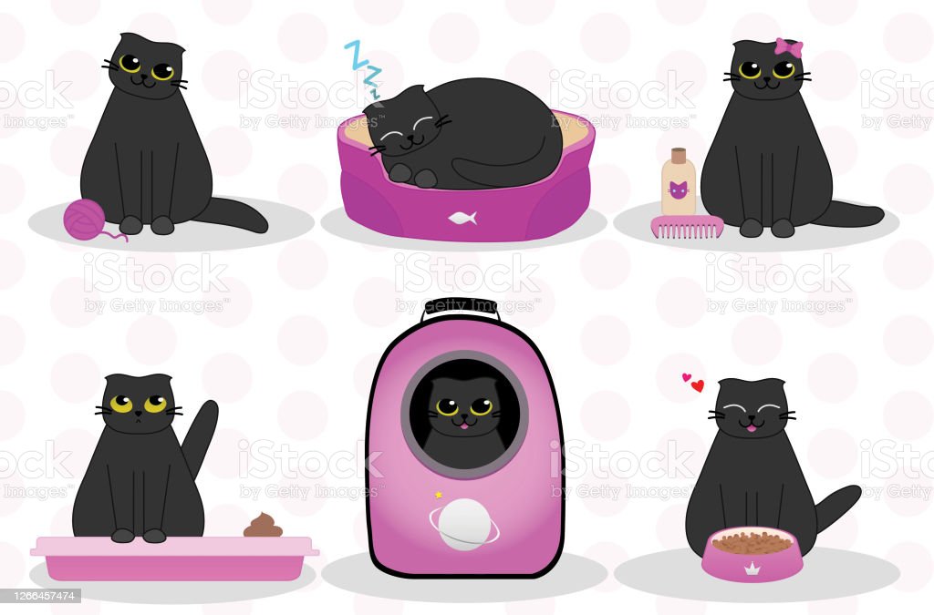 Detail Gambar Kucing Gemuk Lucu Nomer 42