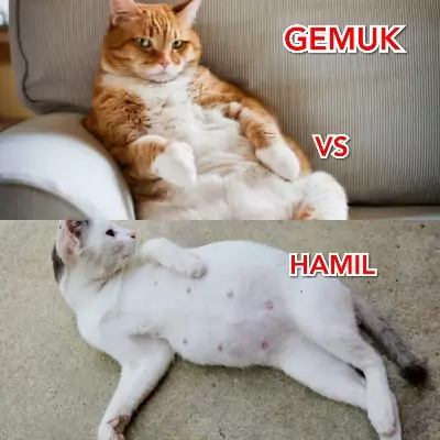 Detail Gambar Kucing Gendut Nomer 22