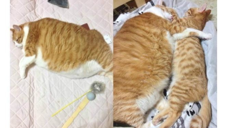 Detail Gambar Kucing Gendut Nomer 33