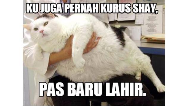 Detail Gambar Kucing Gendut Lucu Nomer 44