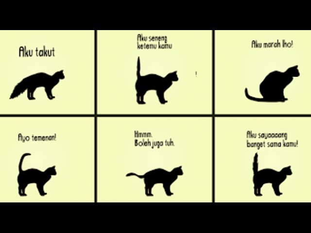 Detail Gambar Kucing Gerak Nomer 21