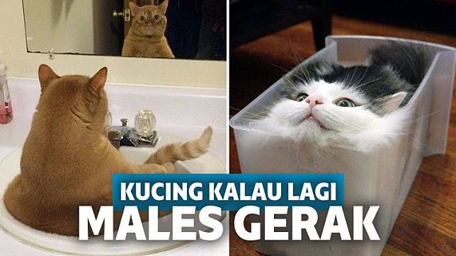 Detail Gambar Kucing Gerak Nomer 34