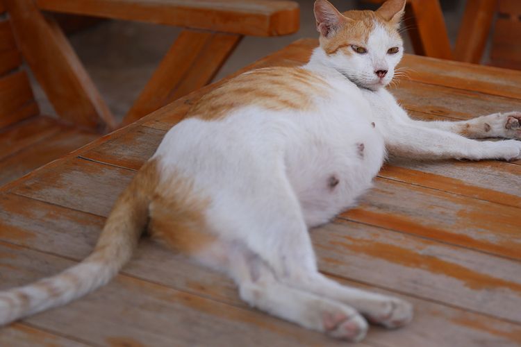 Gambar Kucing Hamil - KibrisPDR