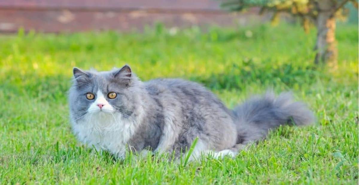 Download Gambar Kucing Hias Nomer 34