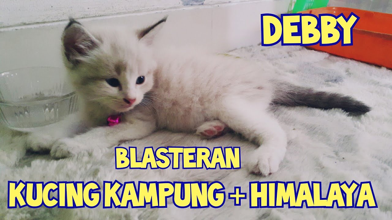 Detail Gambar Kucing Himalaya Nomer 36