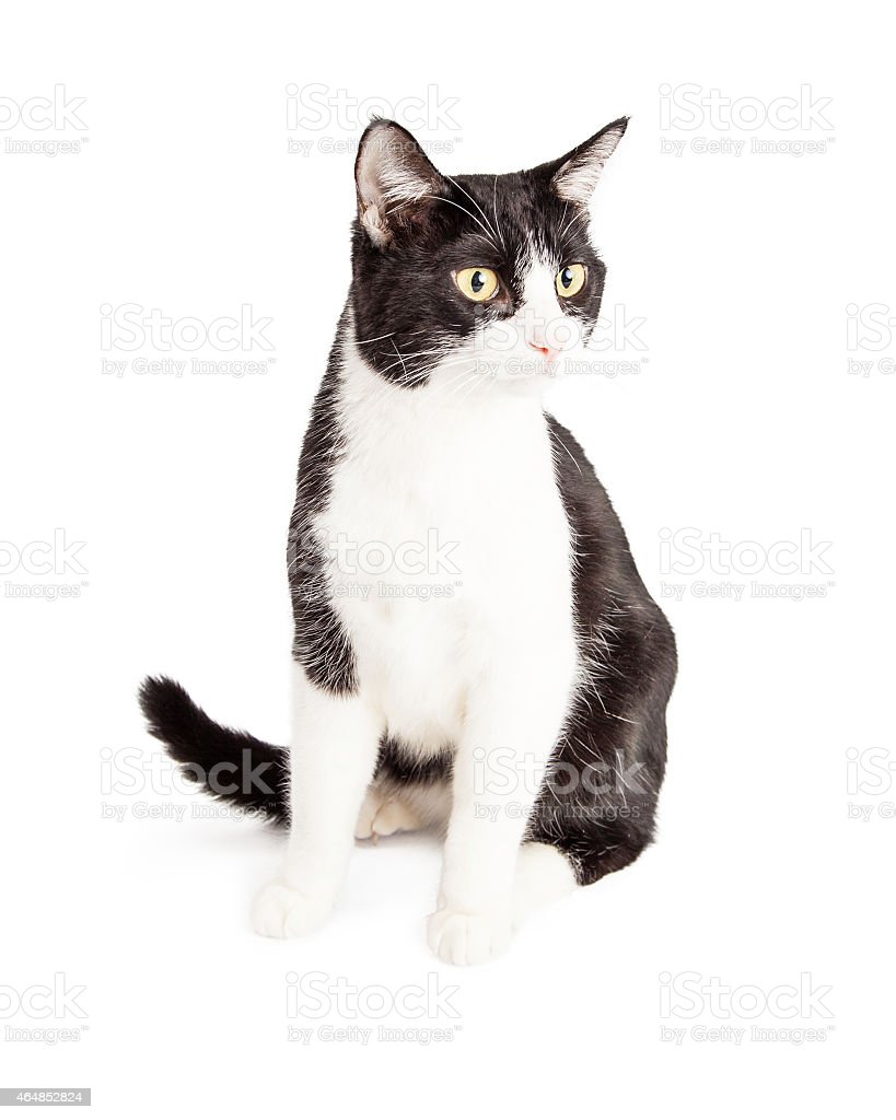 Gambar Kucing Hitam Putih - 52+ Koleksi Gambar