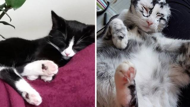 Detail Gambar Kucing Hitam Putih Koleksi Nomer 28