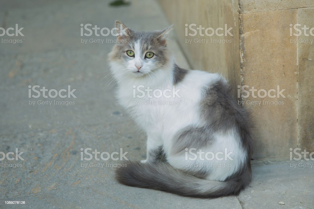 Gambar Kucing Hitam Putih - 52+ Koleksi Gambar