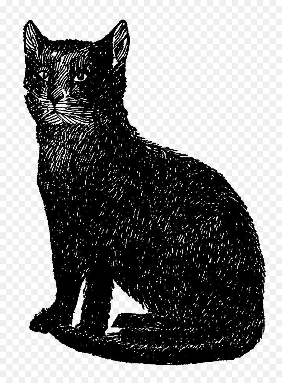 Detail Gambar Kucing Hitam Putih Nomer 31