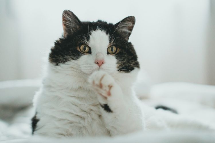 Gambar Kucing Hitam Putih - 52+ Koleksi Gambar