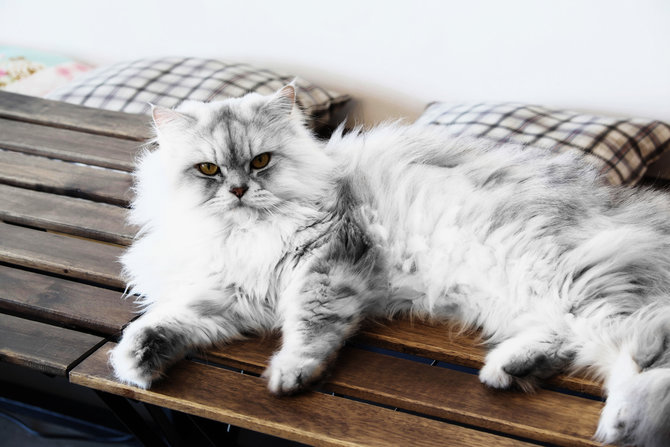 Gambar Kucing Hitam Putih - 52+ Koleksi Gambar