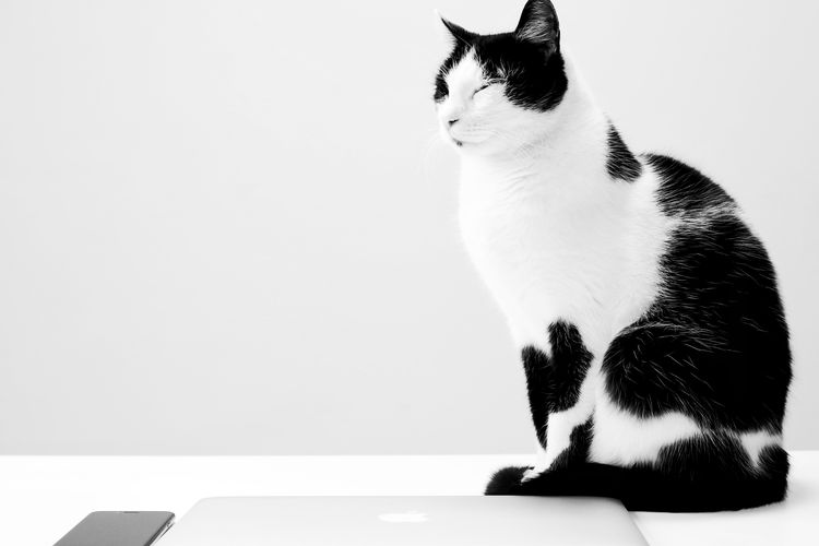 Gambar Kucing Hitam Putih - 52+ Koleksi Gambar