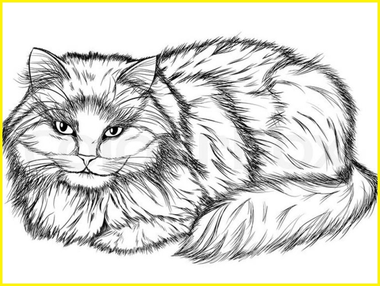Detail Gambar Kucing Hitam Putih Simple Nomer 11