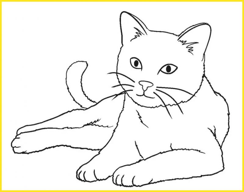 Detail Gambar Kucing Hitam Putih Simple Koleksi Nomer 4