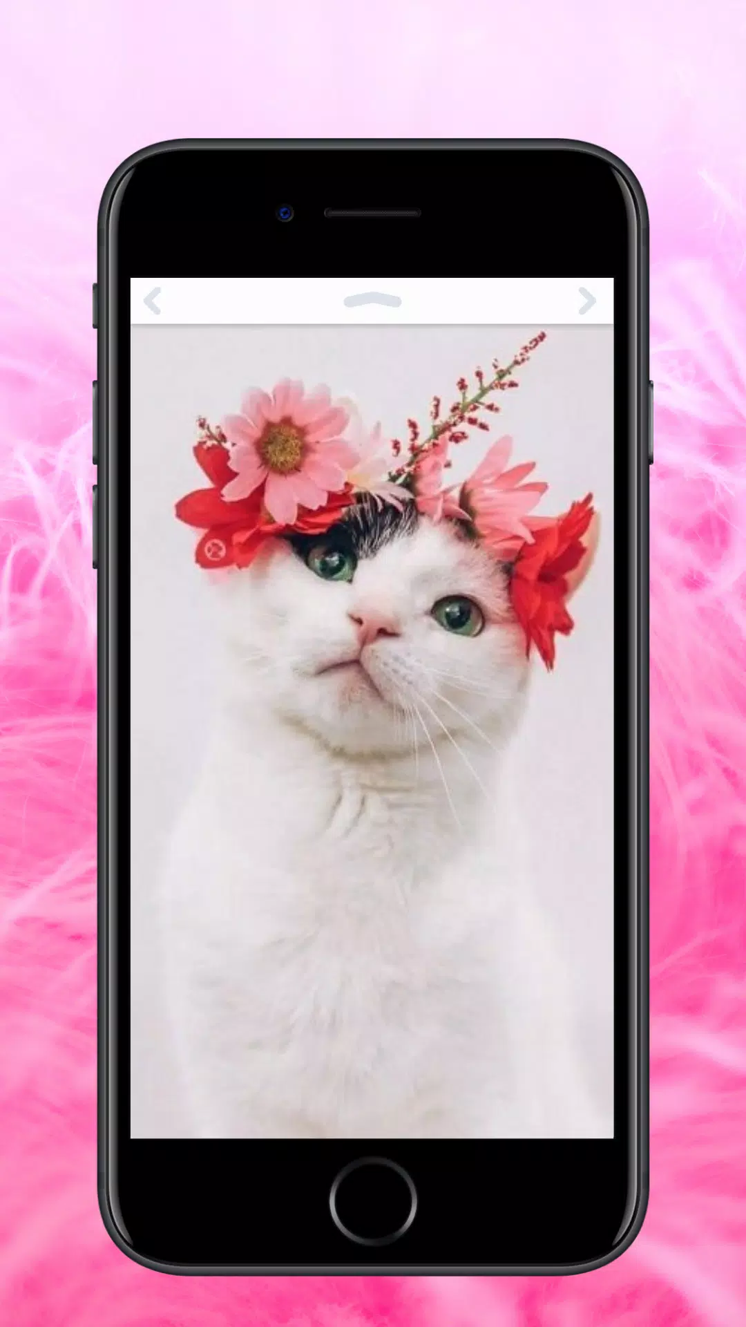 Detail Gambar Kucing Imut Nomer 39