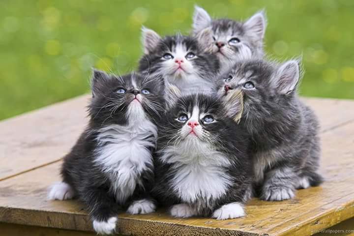 Detail Gambar Kucing Imut Lucu Nomer 33