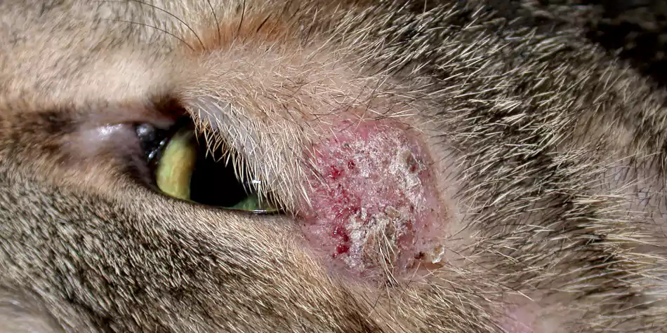 Detail Gambar Kucing Jamuran Nomer 7
