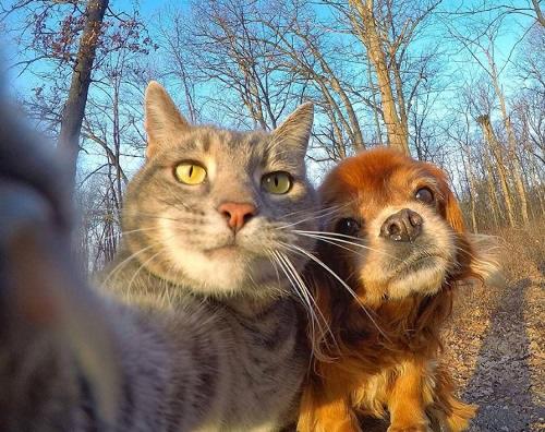 Detail Gambar Kucing Jelek Lagi Selfie Nomer 11