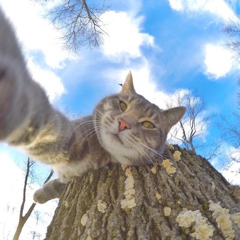 Detail Gambar Kucing Jelek Lagi Selfie Nomer 29