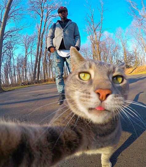 Detail Gambar Kucing Jelek Lagi Selfie Nomer 9