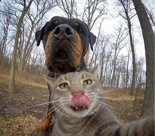 Detail Gambar Kucing Jelek Lagi Selfie Nomer 10