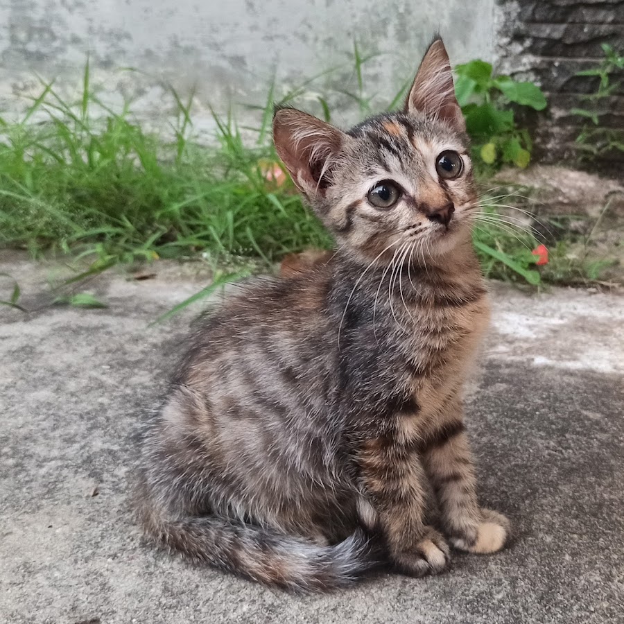 Detail Gambar Kucing Kampung Nomer 5