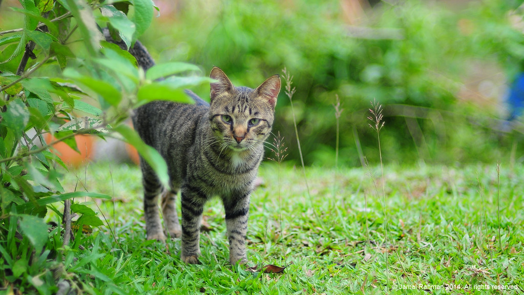 Detail Gambar Kucing Kampung Nomer 37