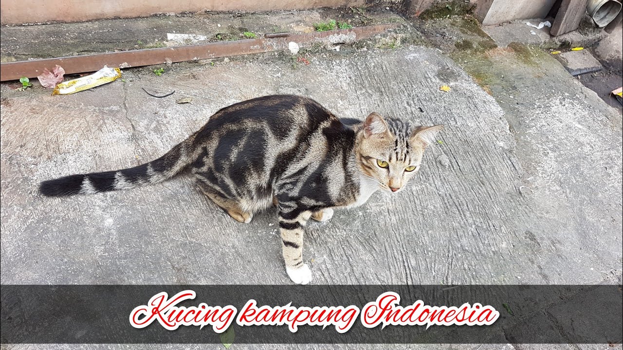 Detail Gambar Kucing Kampung Nomer 52