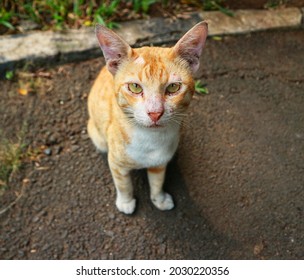 Detail Gambar Kucing Kampung Lucu Nomer 42