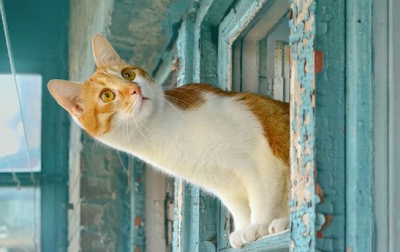 Detail Gambar Kucing Kampung Lucu Nomer 44