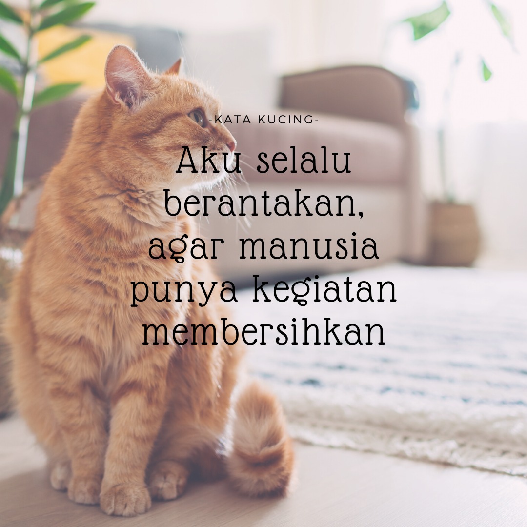 Gambar Kucing Kata Kata - KibrisPDR