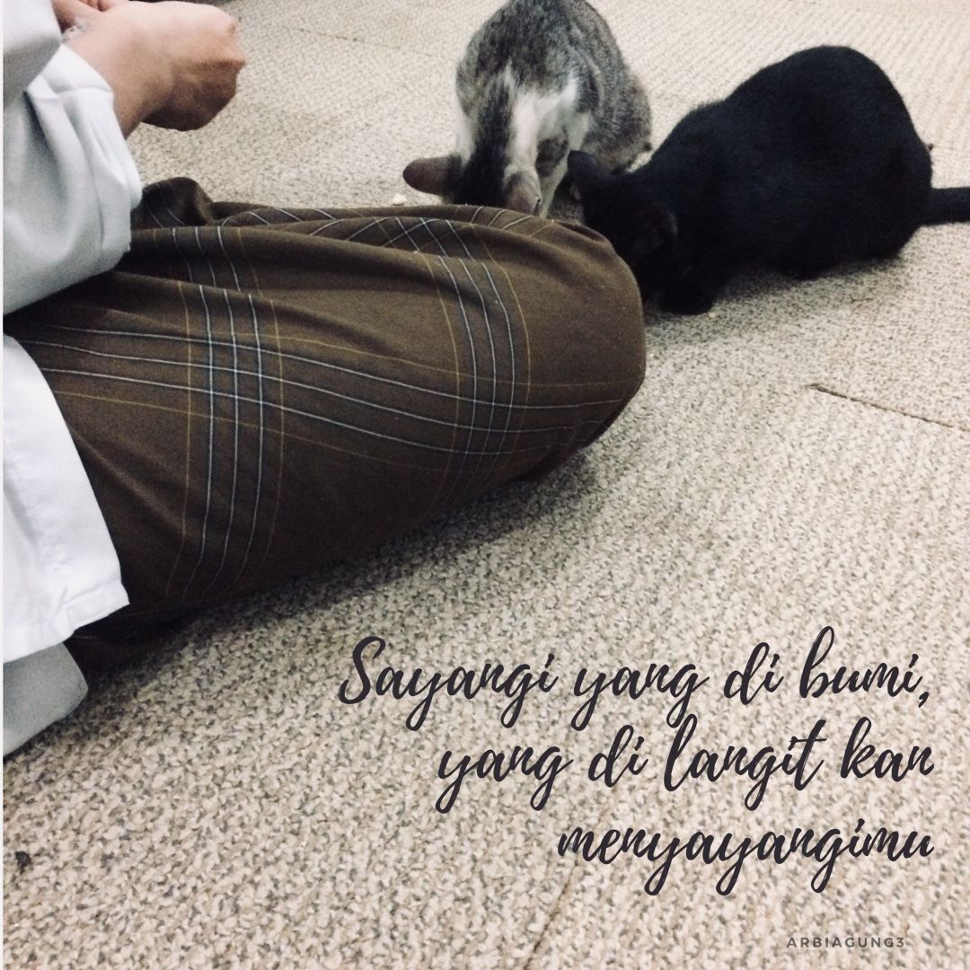 Detail Gambar Kucing Kata Kata Nomer 28