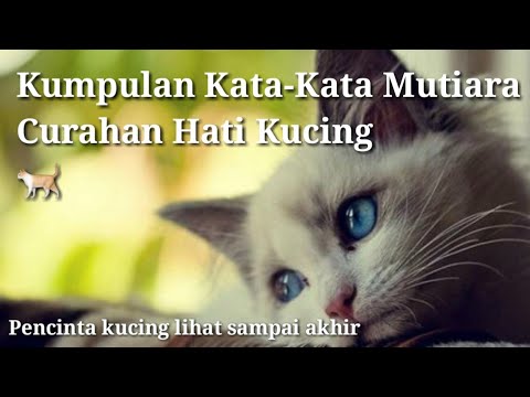 Detail Gambar Kucing Kata Kata Nomer 34