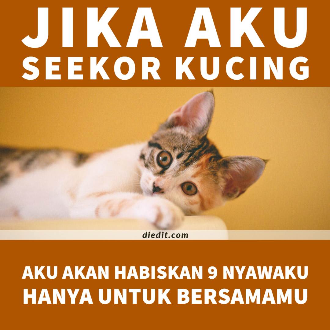 Detail Gambar Kucing Kata Kata Nomer 38