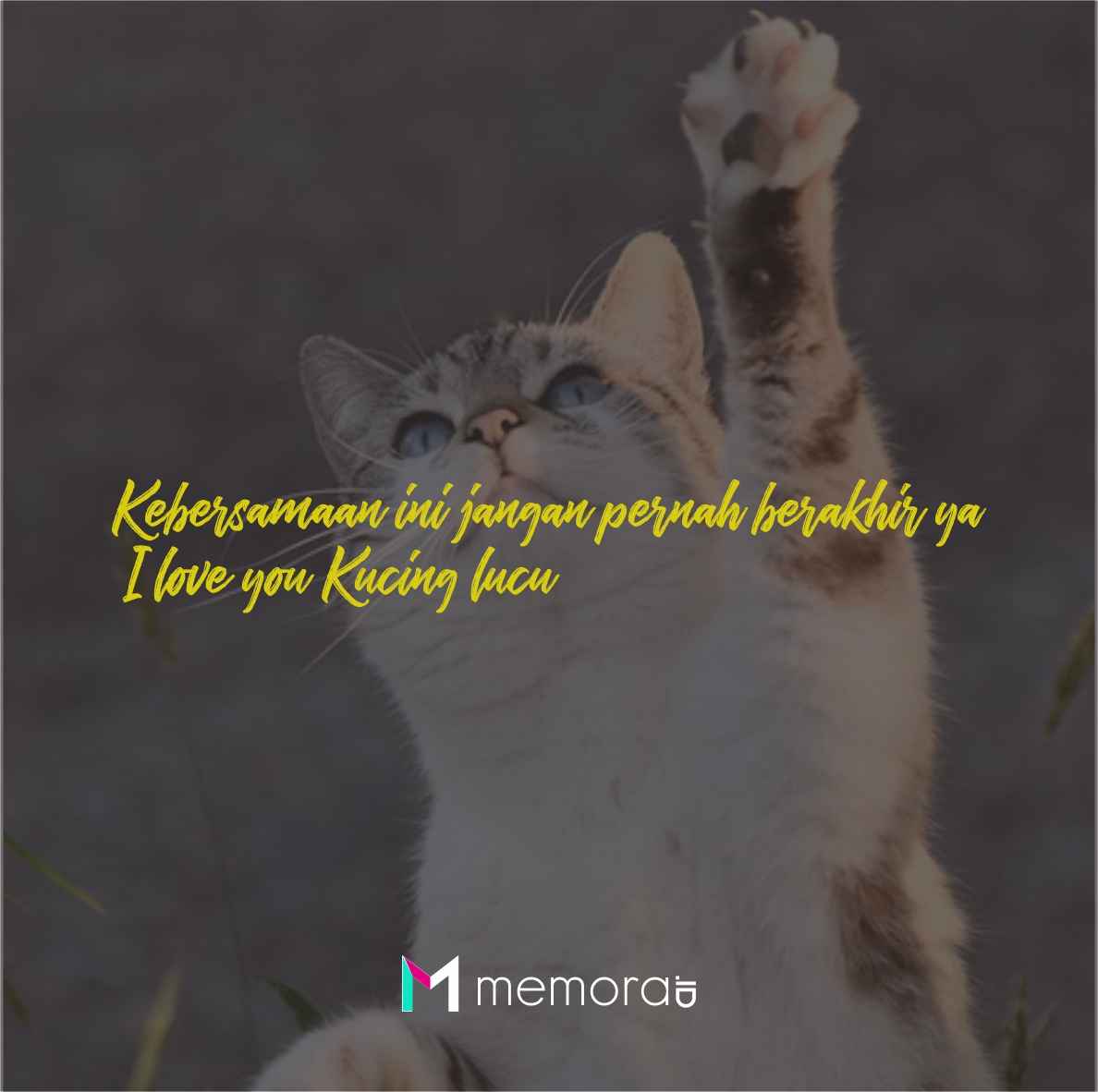 Detail Gambar Kucing Kata Kata Nomer 9