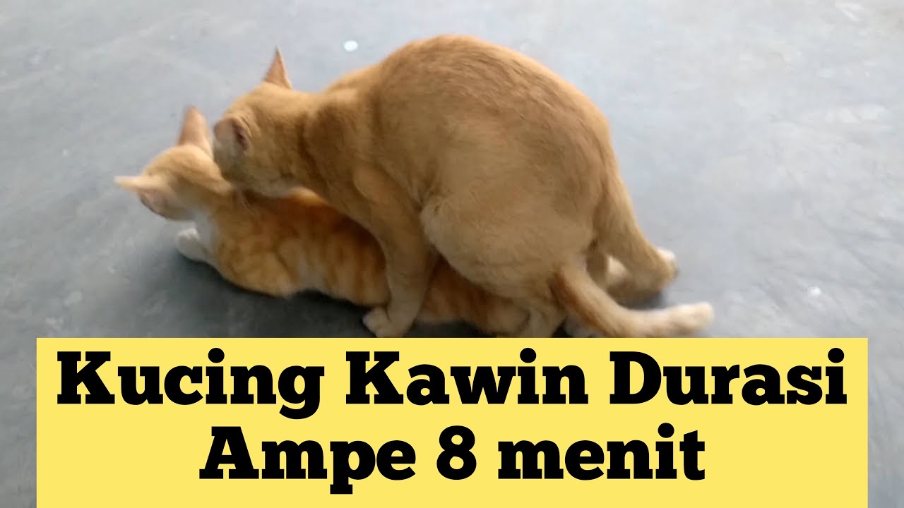 Detail Gambar Kucing Kawin Nomer 13