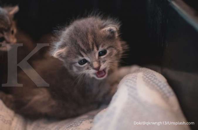 Detail Gambar Kucing Kecil Lucu Nomer 19