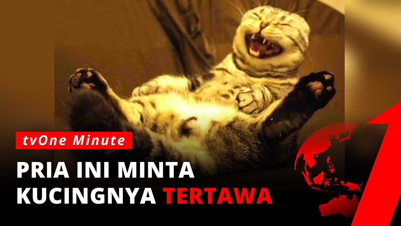 Detail Gambar Kucing Ketawa Nomer 28