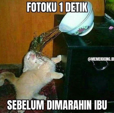 Detail Gambar Kucing Kocak Nomer 34