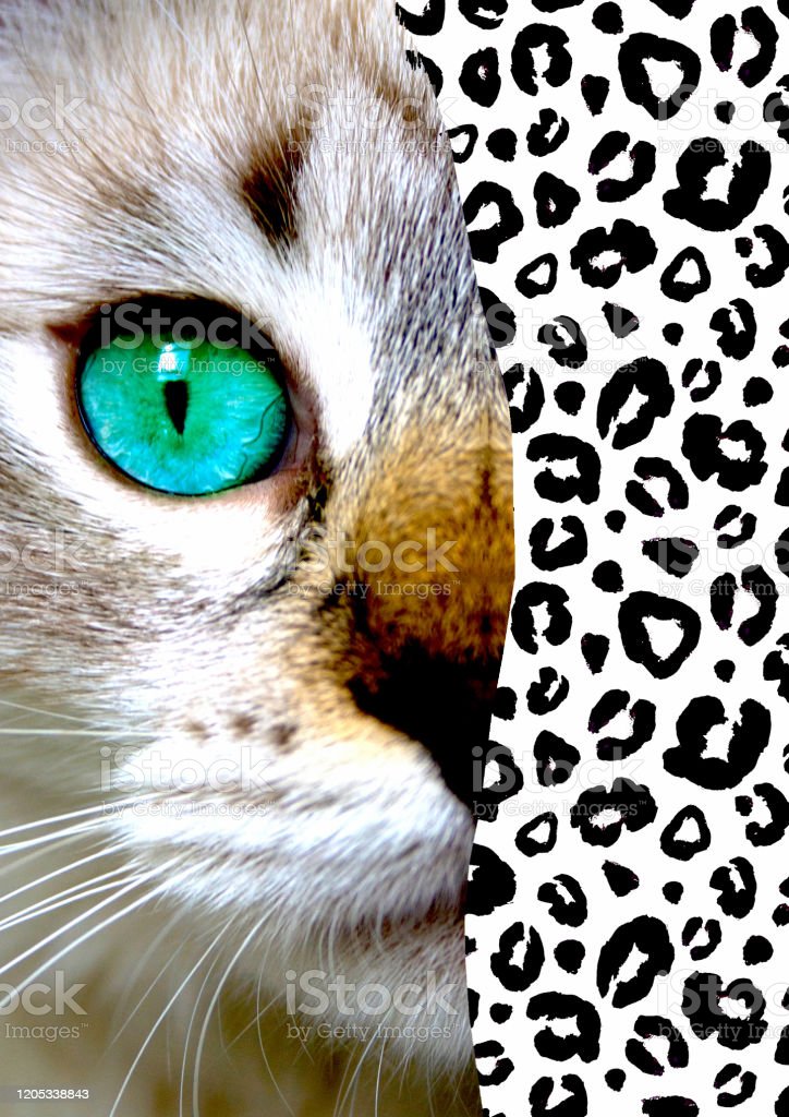 Detail Gambar Kucing Kolase Nomer 35