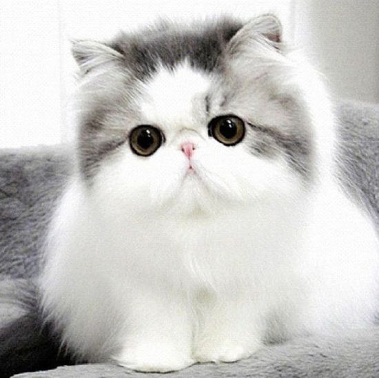 Gambar Kucing Kucing - KibrisPDR